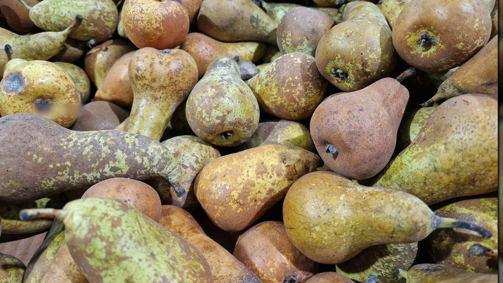 ¿Cómo aprovechan la fruta y verdura descartable en Mercamadrid?