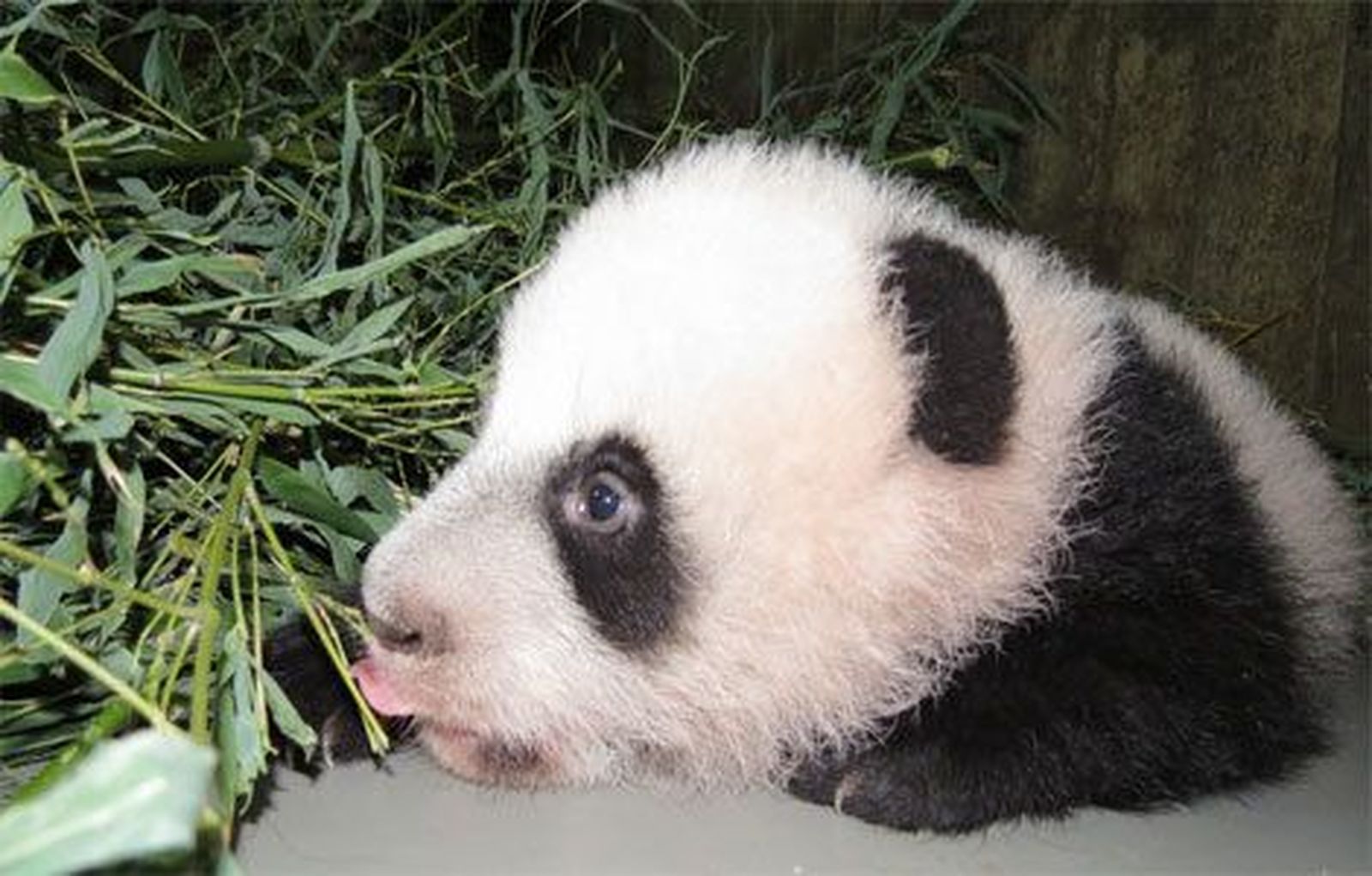 La cría de oso panda de Zoo Aquarium de Madrid se llamará Xing Bao