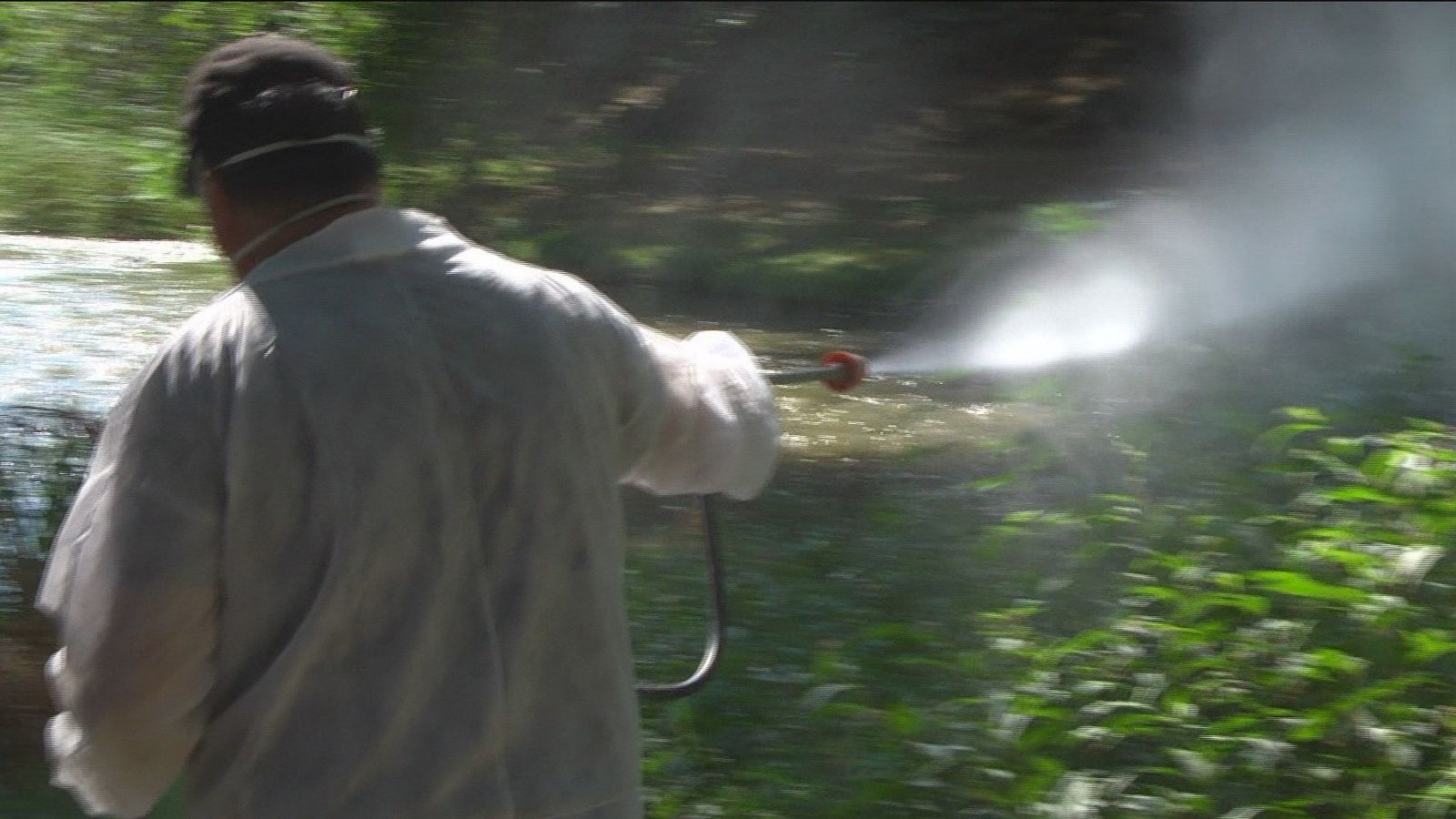 Aranjuez fumiga las riberas del Tajo para acabar con la molesta mosca negra