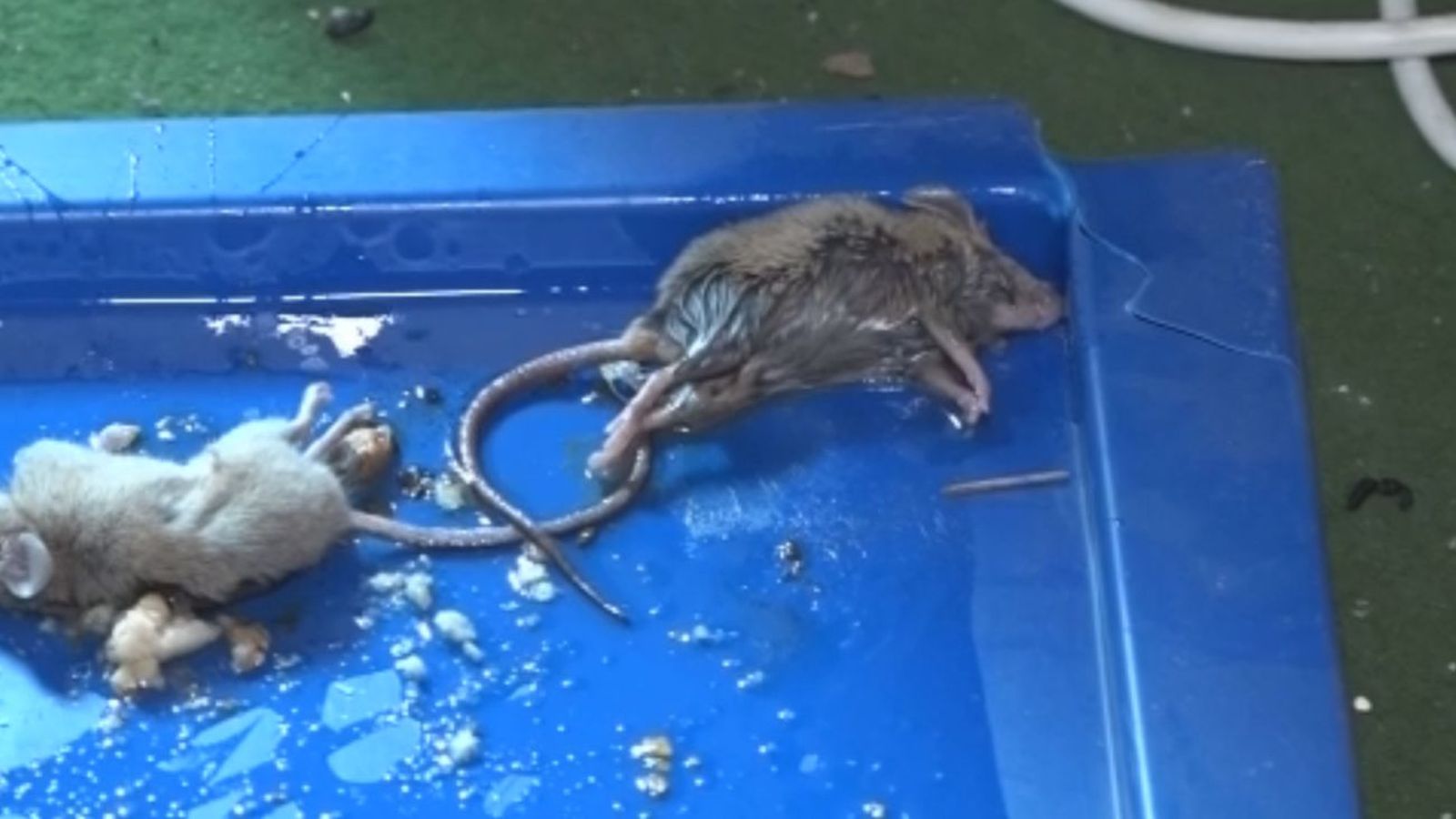 Acosada por las ratas en su propia casa en Alcalá de Henares