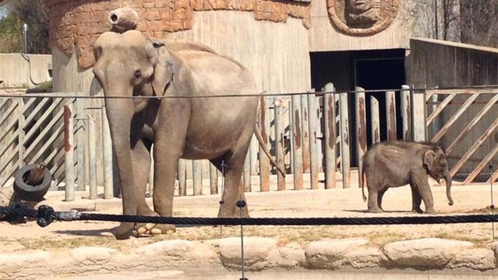 Zoo Aquarium celebrará mañana el cumpleaños de una cría de elefante asiático