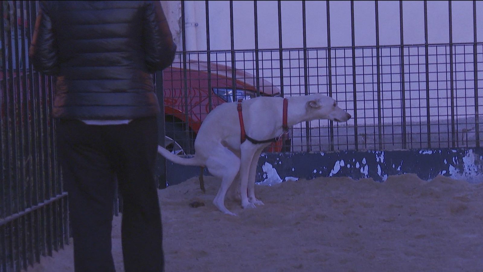 ADN canino para identificar en Ajalvir a los dueños incívicos de mascotas
