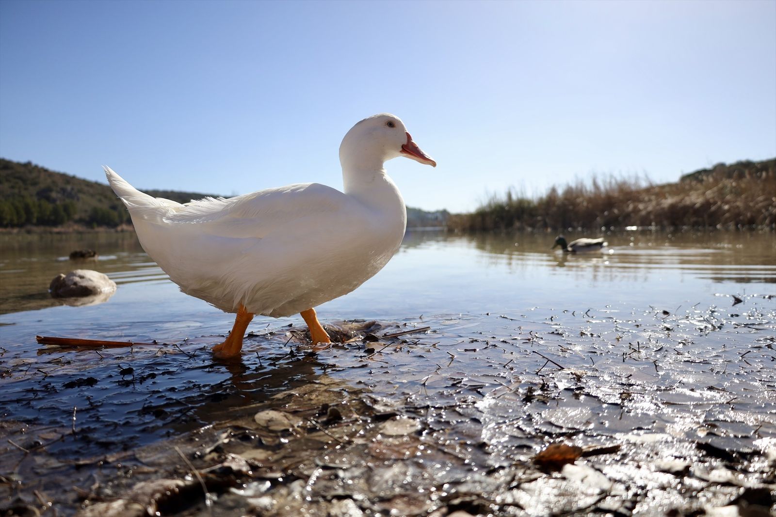 Un pato en el Parque Natural de las Lagunas de Ruidera
