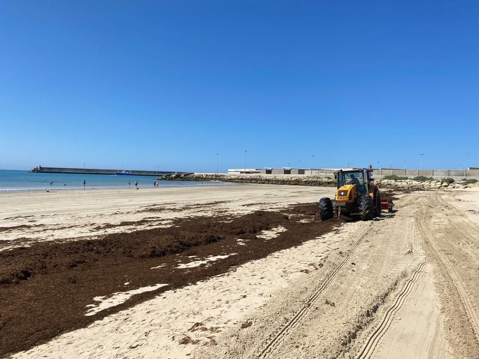 Plaga de algas invasoras en algunas playas españolas