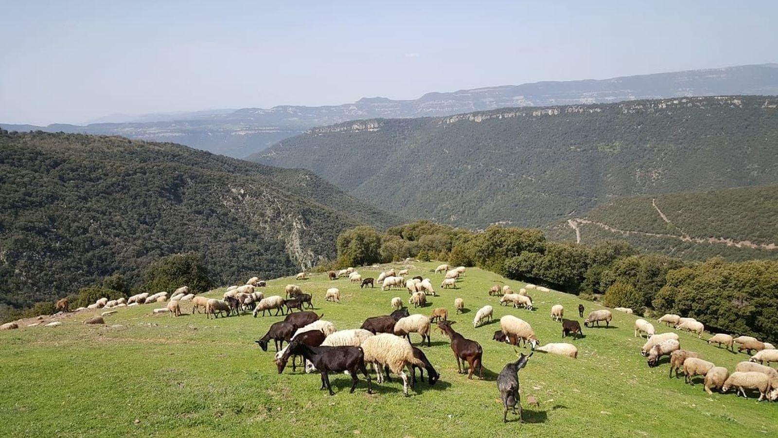 Los pastores apuestan por los rebaños para prevenir incendios en verano