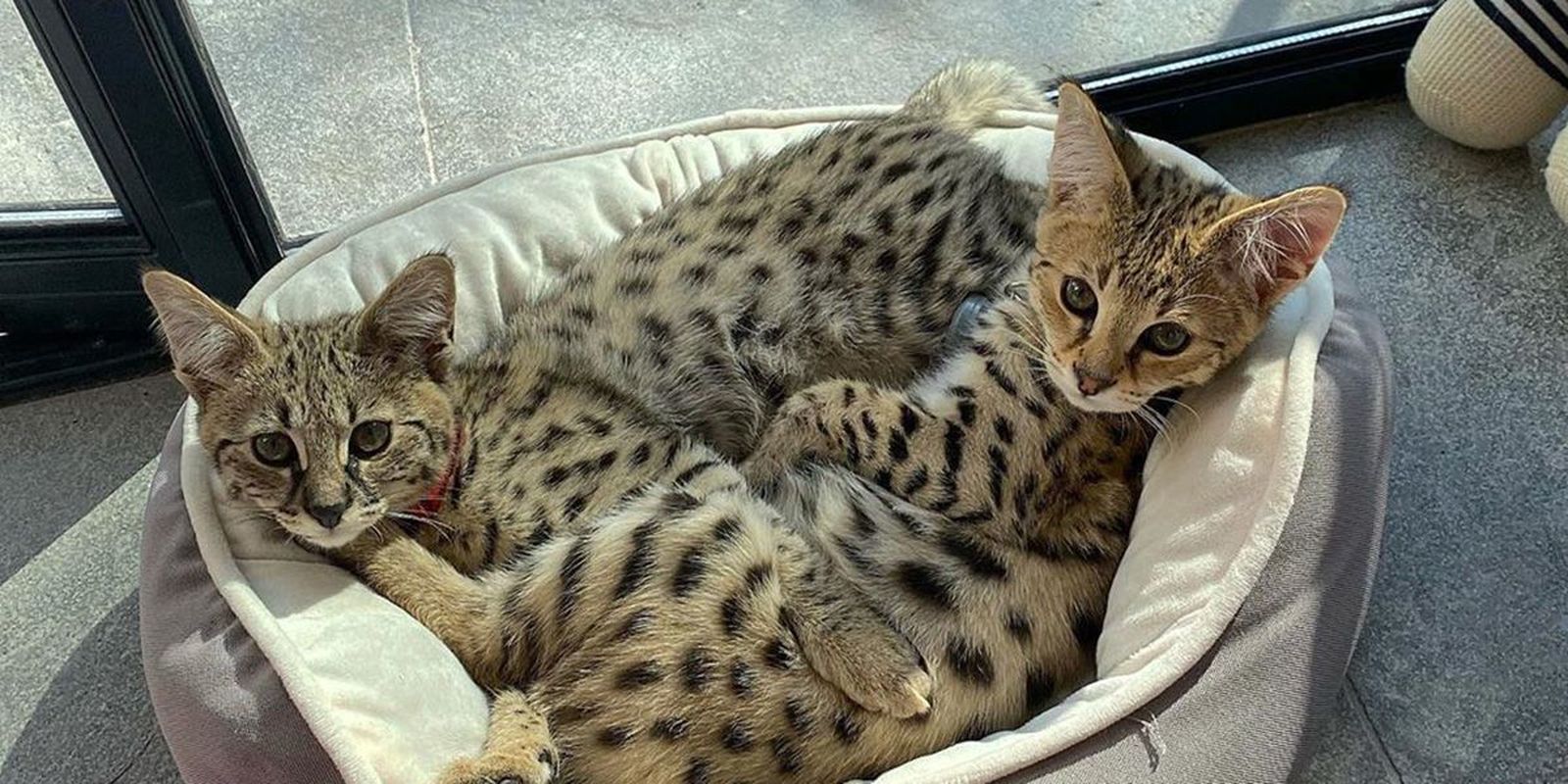 Gatos de Justin Bieber