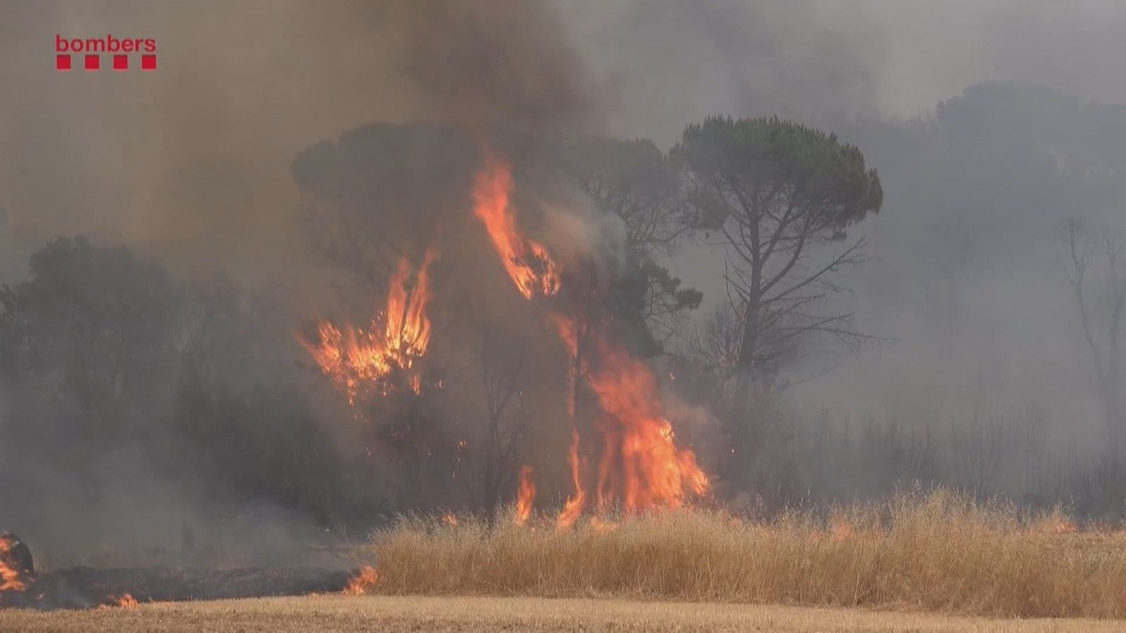 Avanza sin control el incendio en Les Gavarres (Gerona) que podría arrasar 30.000 hectáreas