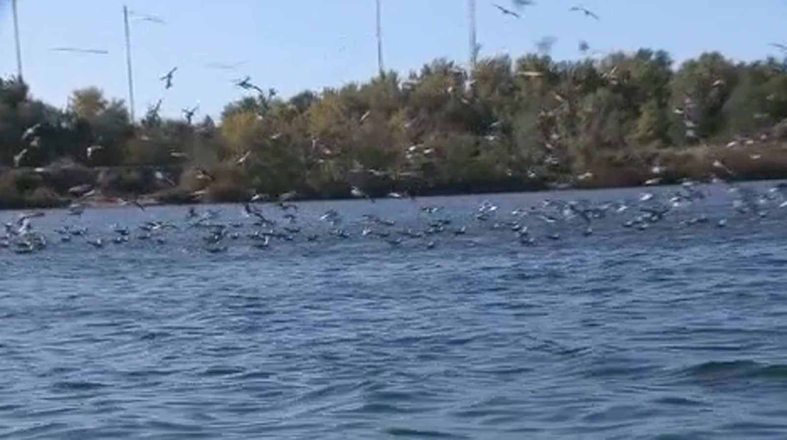 Rutas organizadas para ver la avifauna y el esplendor de la Laguna del Campillo en otoño