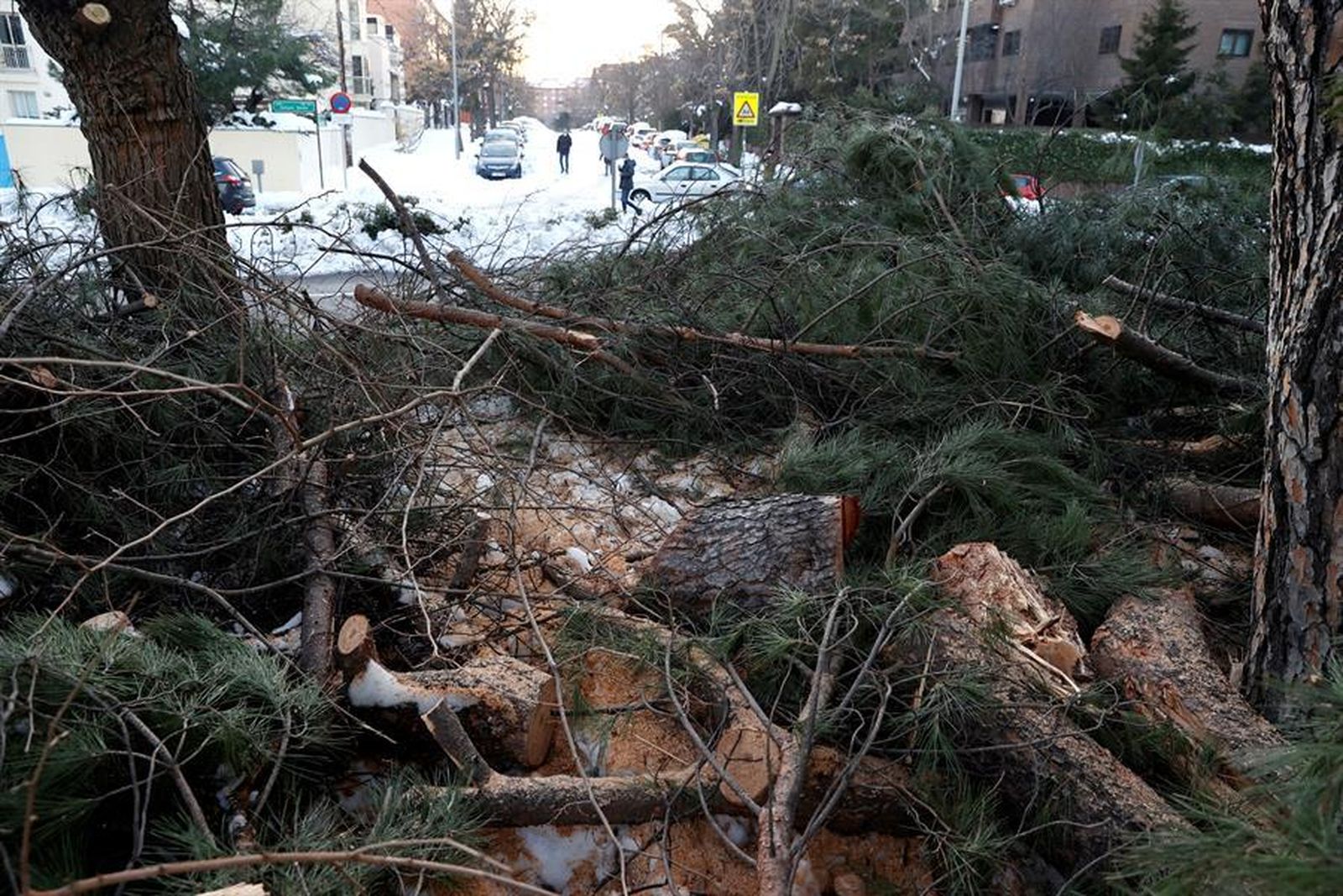 Árboles caídos por la nevada Filomena en Madrid capital