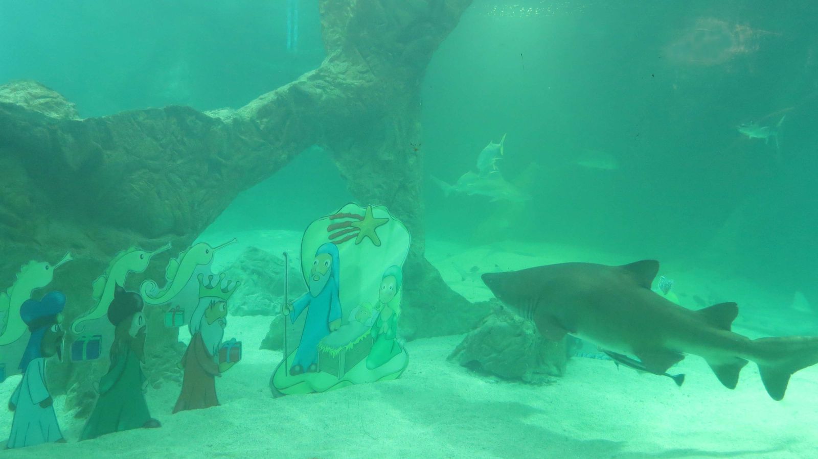 El Zoo Aquarium instala de nuevo su belén entre tiburones