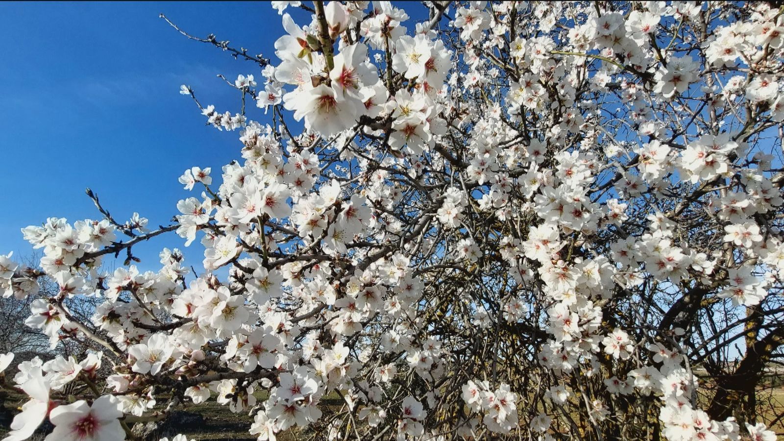 Almendros en flor