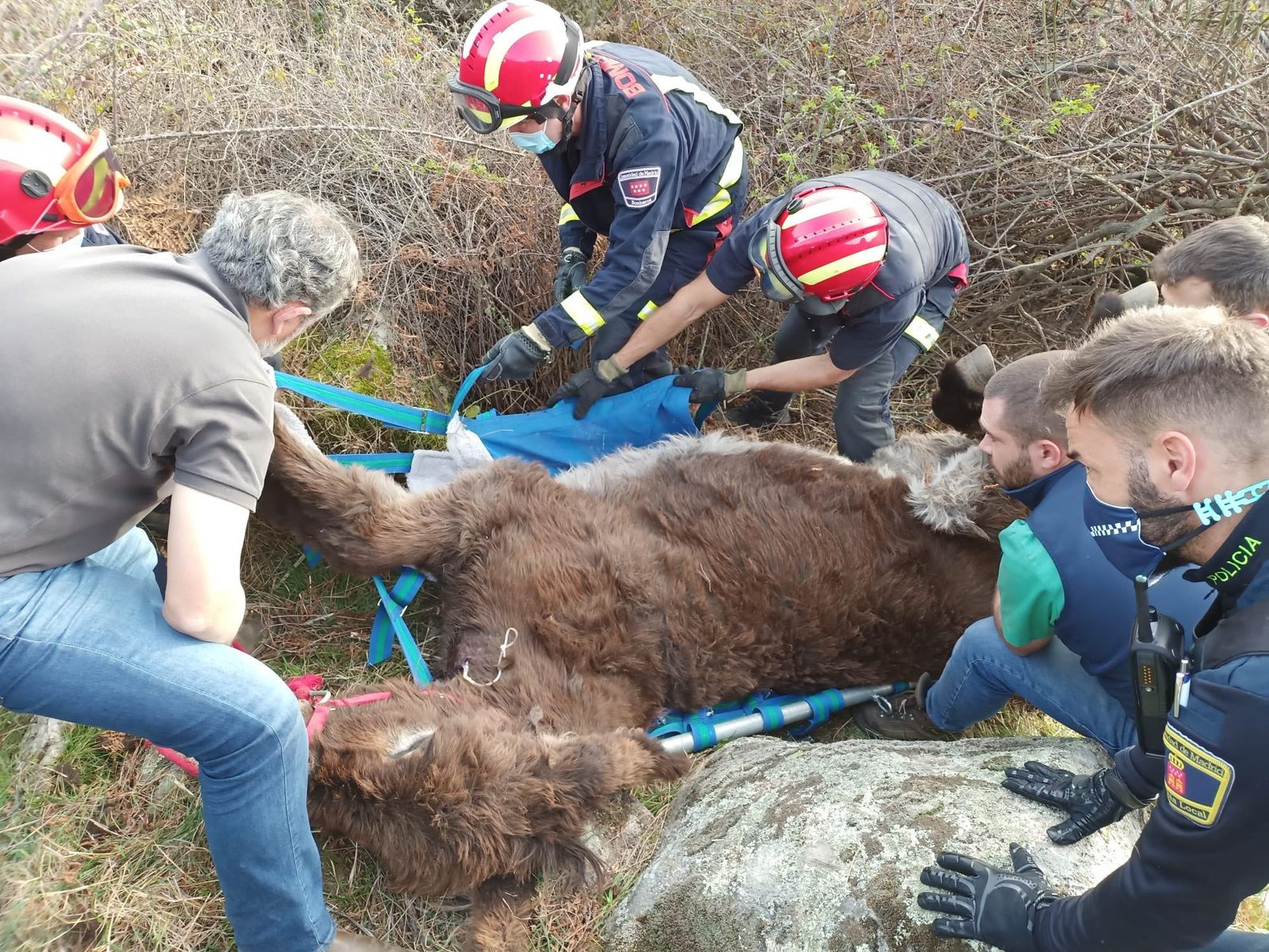 Bomberos de la Comunidad preparan el rescate del animal
