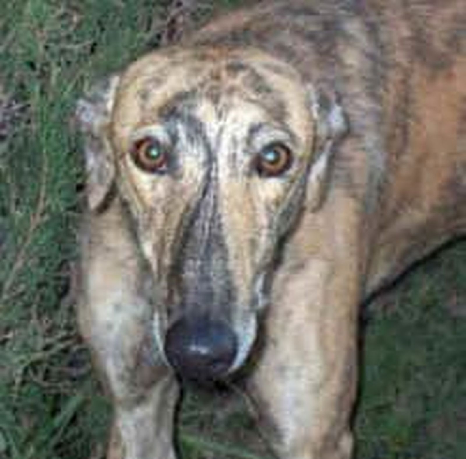 GALGOS.mp4