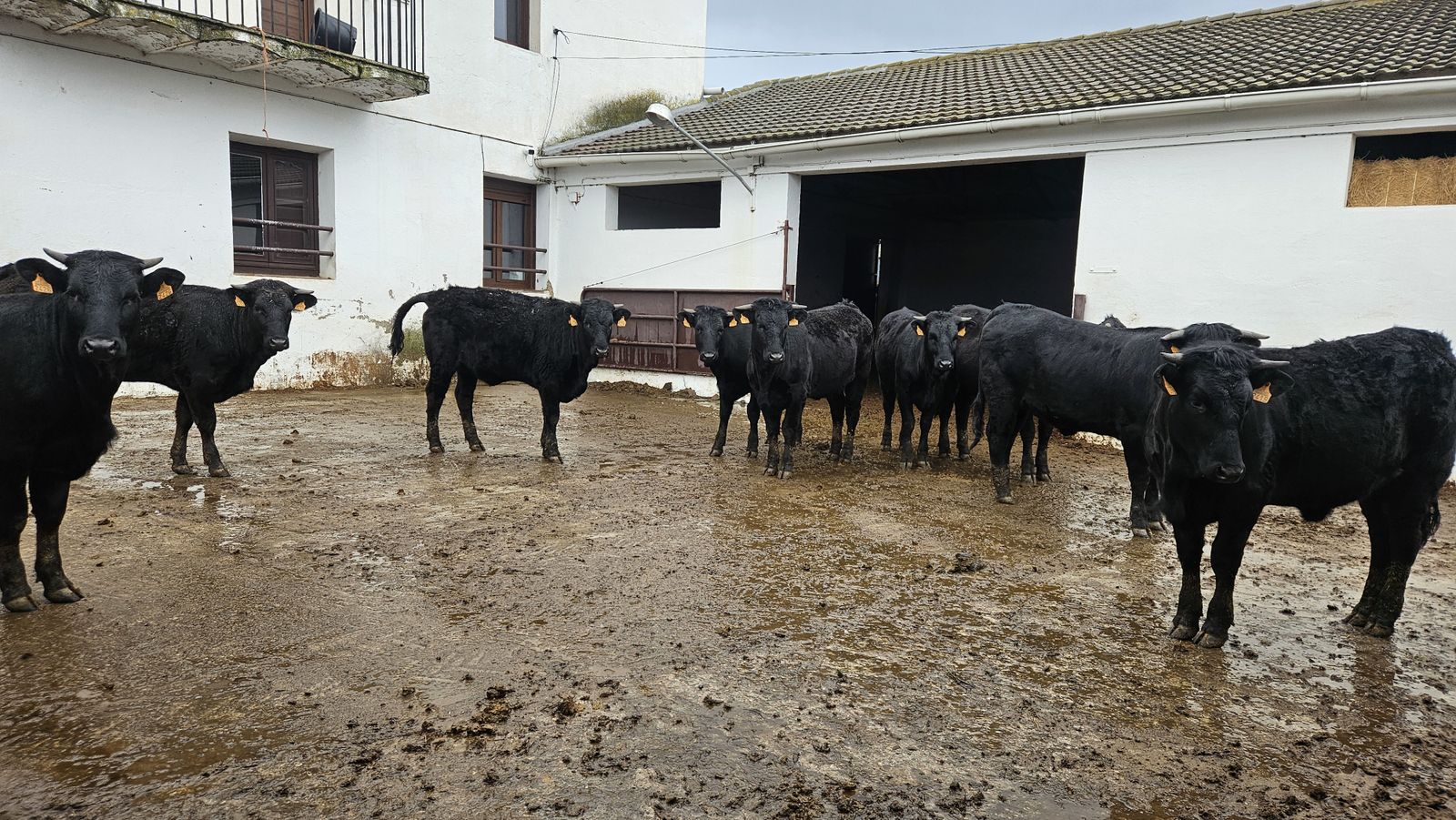 Vacas de la raza Avileña-negra ibérica