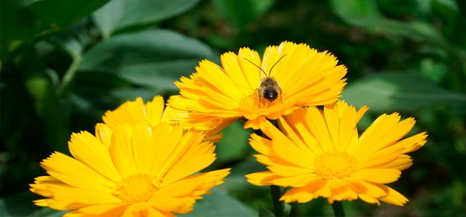 Una abeja entre los pétalos de una flor