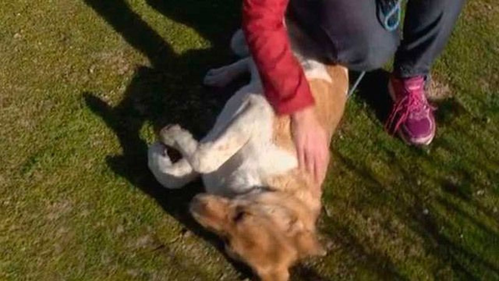 El Ayuntamiento abre su protectora de animales por San Antón