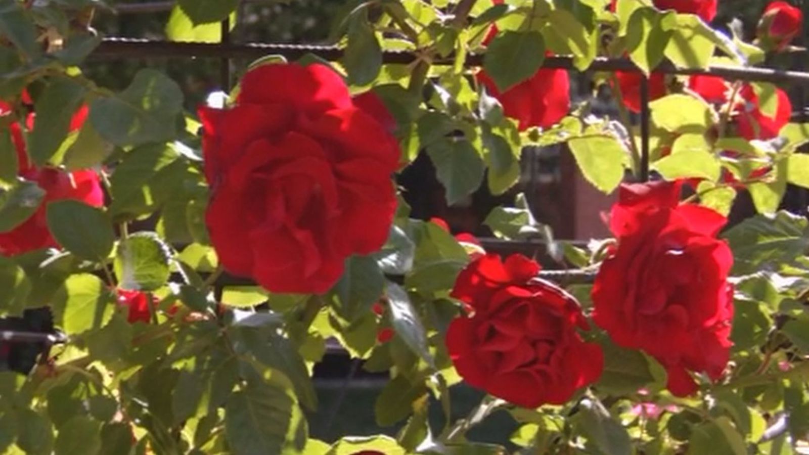 En busca de la rosa más bonita de Madrid