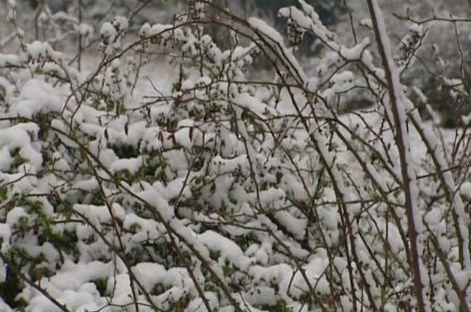 Nieve en Madrid