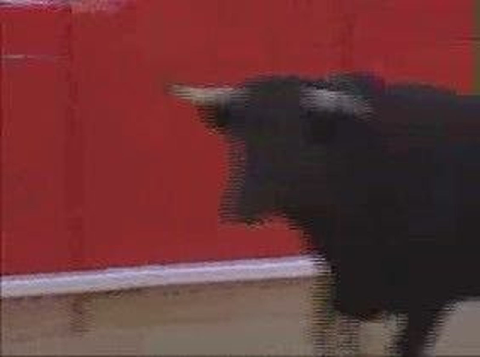 manifiestotoreros_201082V0.wmv