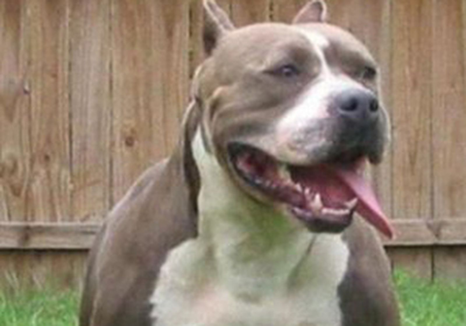 PITBULL300