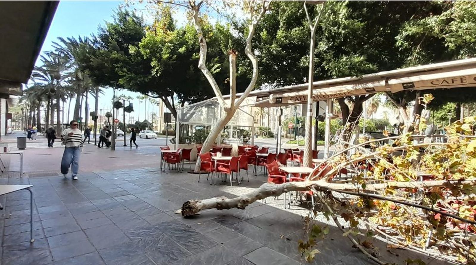 Árbol caído en una cafetería de Almería