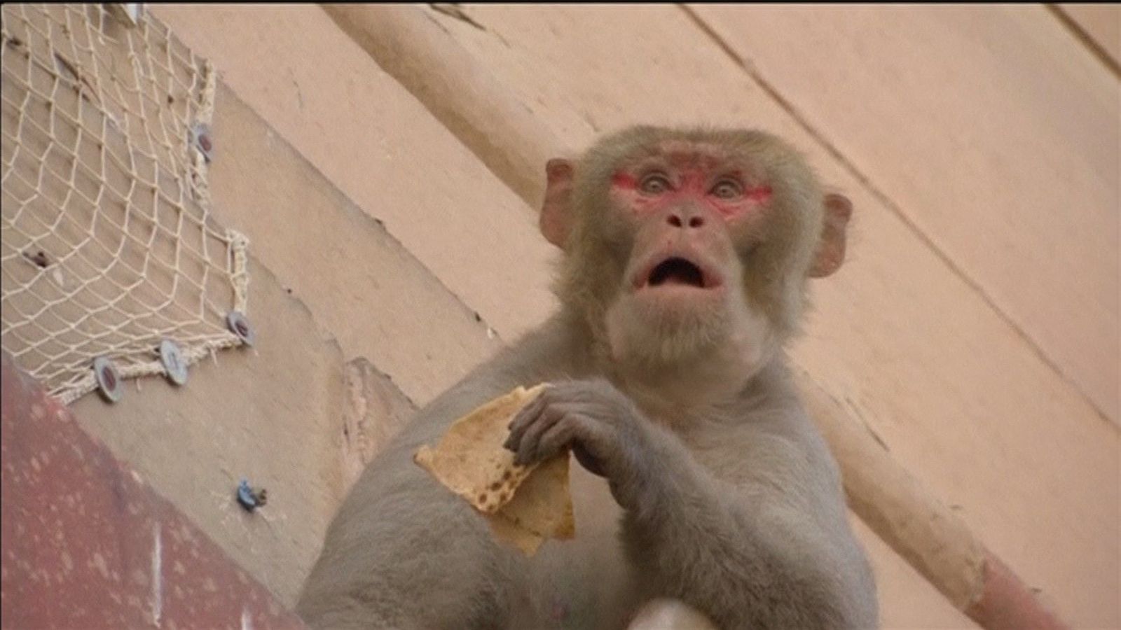La plaga de macacos trae de cabeza a los ciudadanos de Nueva Delhi