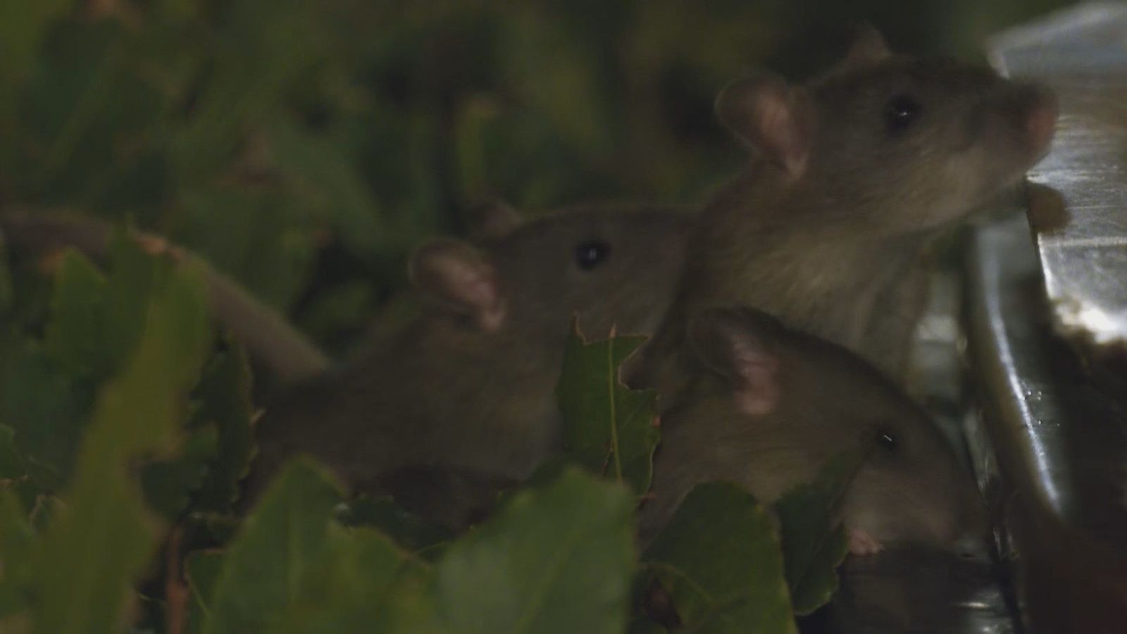 Una plaga de ratas toma la Plaza de Pedro Zerolo en Chueca