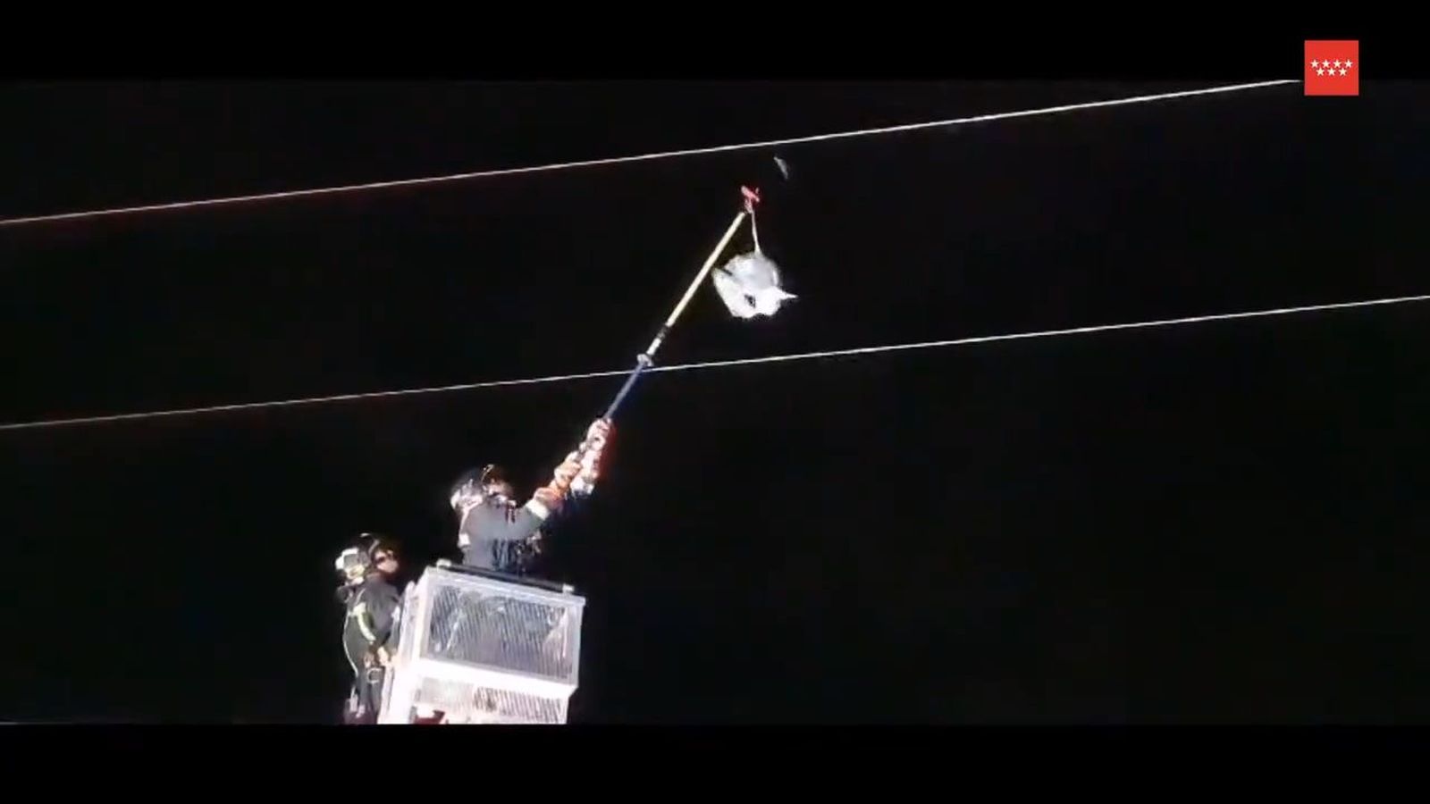Bomberos rescatan una garza real atrapada en unos cables de alta tensión