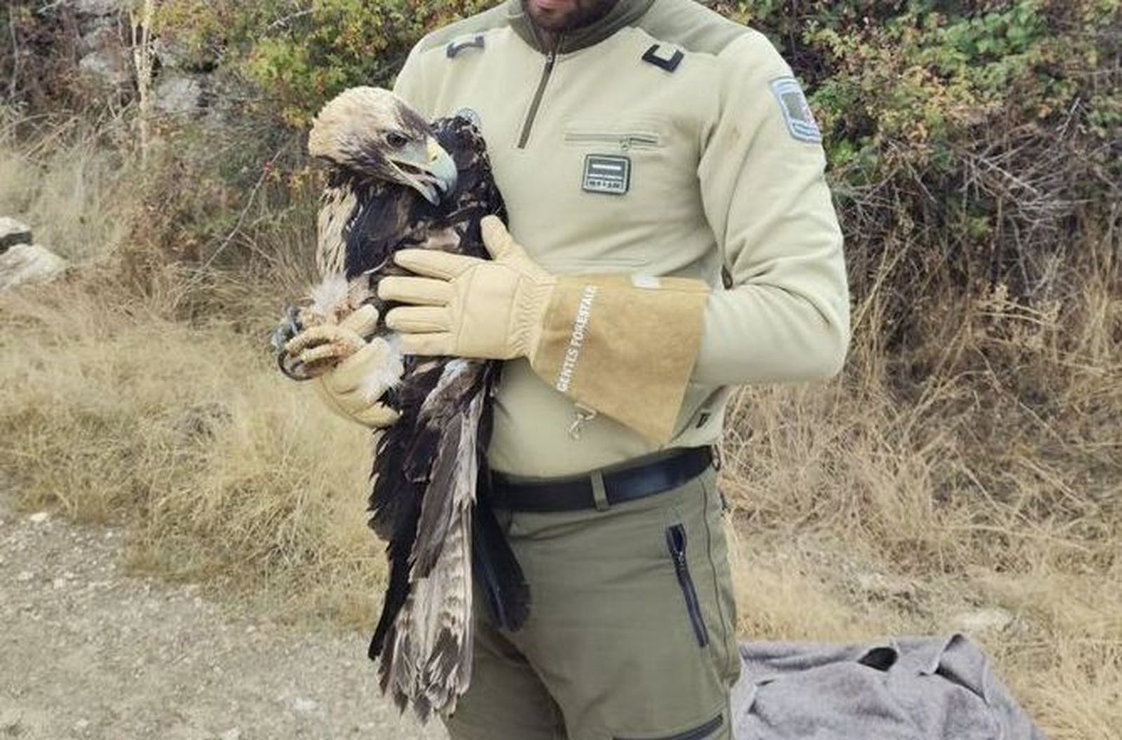 Águila imperial herida, recuperada en Colmenar Viejo