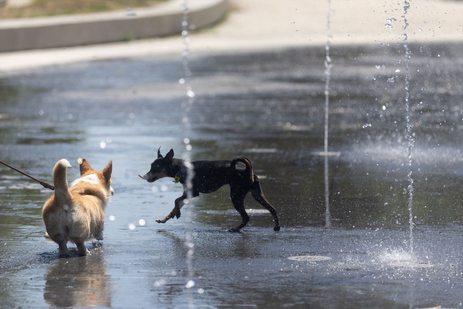 Varias perros juegan en los chorros de Madrid Río