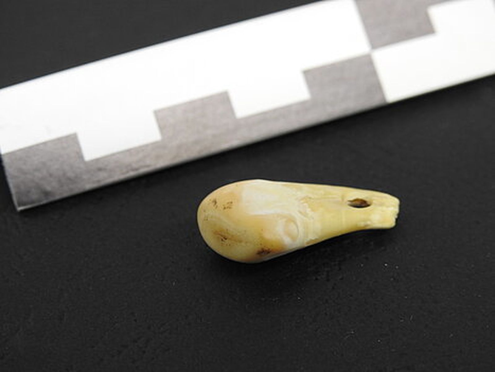 La pieza de origen animal de la que se ha extraído ADN humano
