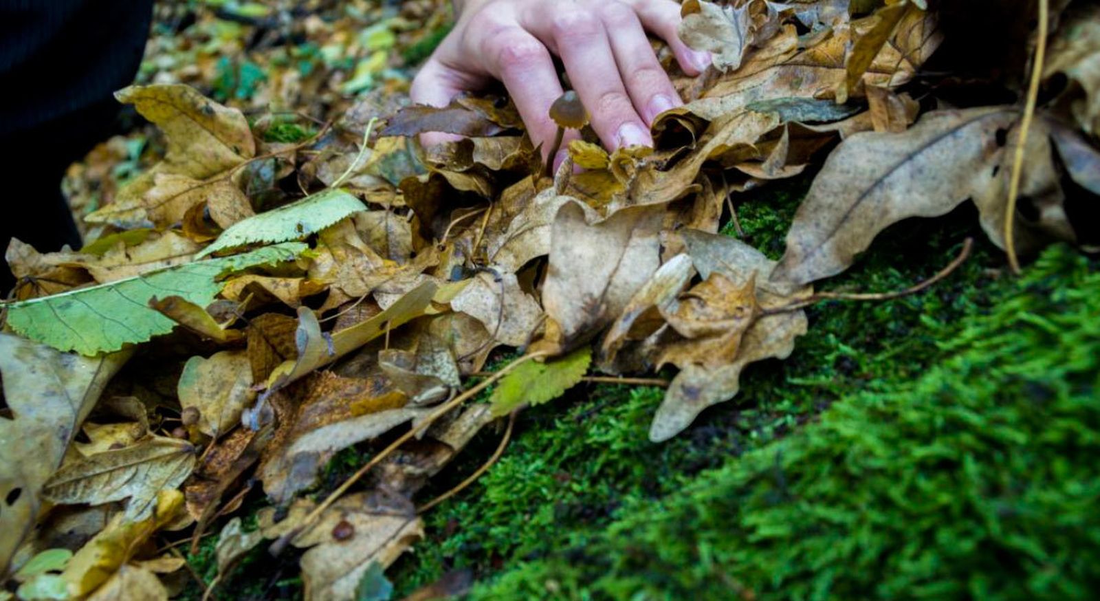 Los agentes forestales recuerdan prohibición de recoger musgo, acebo y tejo