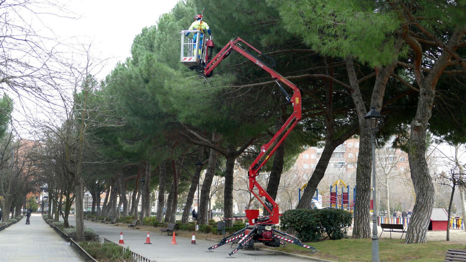 Eliminación de la oruga procesionaria
