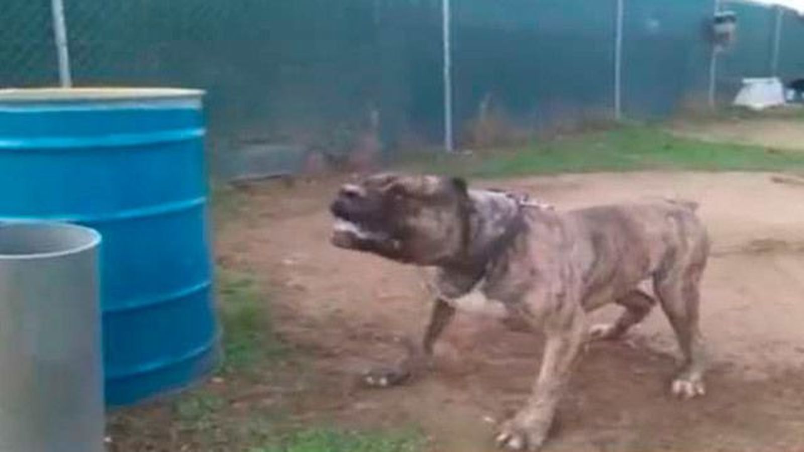 Un perro de presa ataca a una niña y a su madre en Colmenarejo