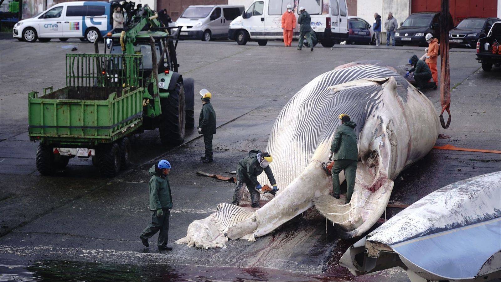 Retiran del puerto de La Coruña una ballena de 21 metros tras varios días a la deriva