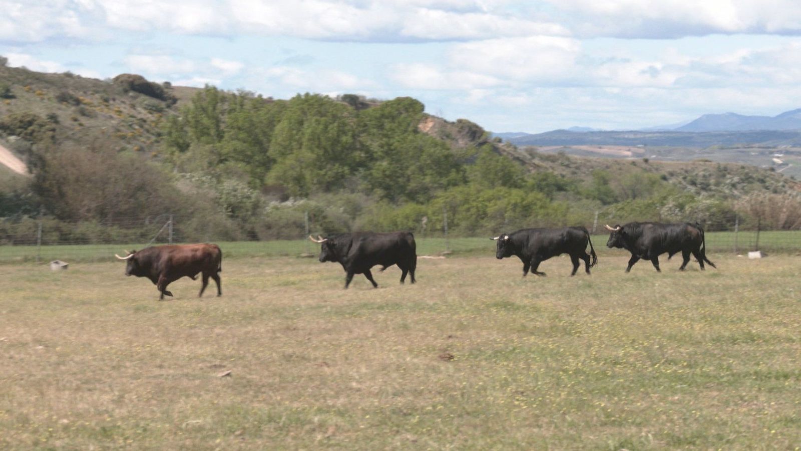 Así son los toros con encaste Marqués de Domecq que estarán presentes en la Copa Chenel 2026