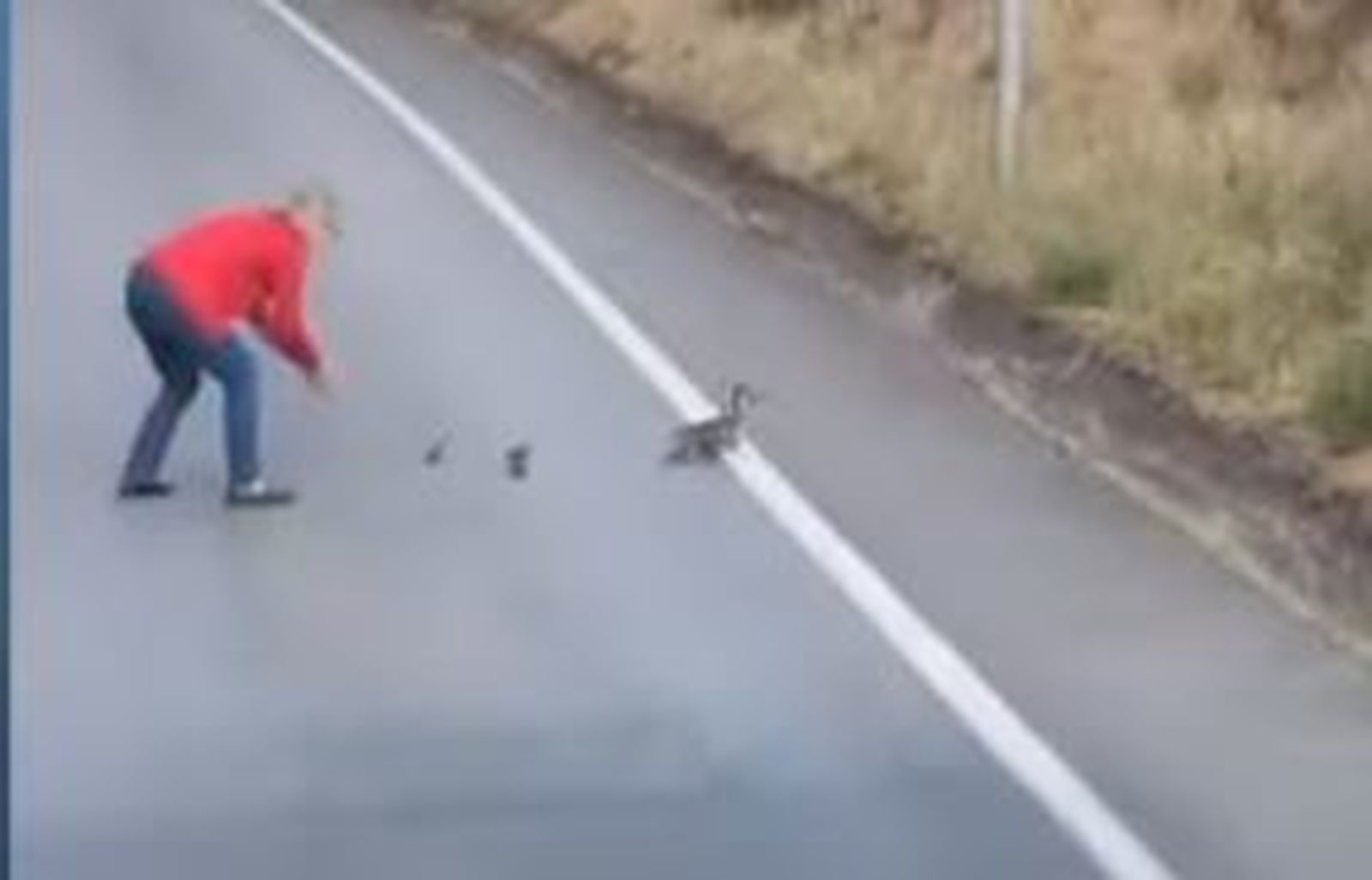 Una conductora corta el tráfico para salvar unos patos