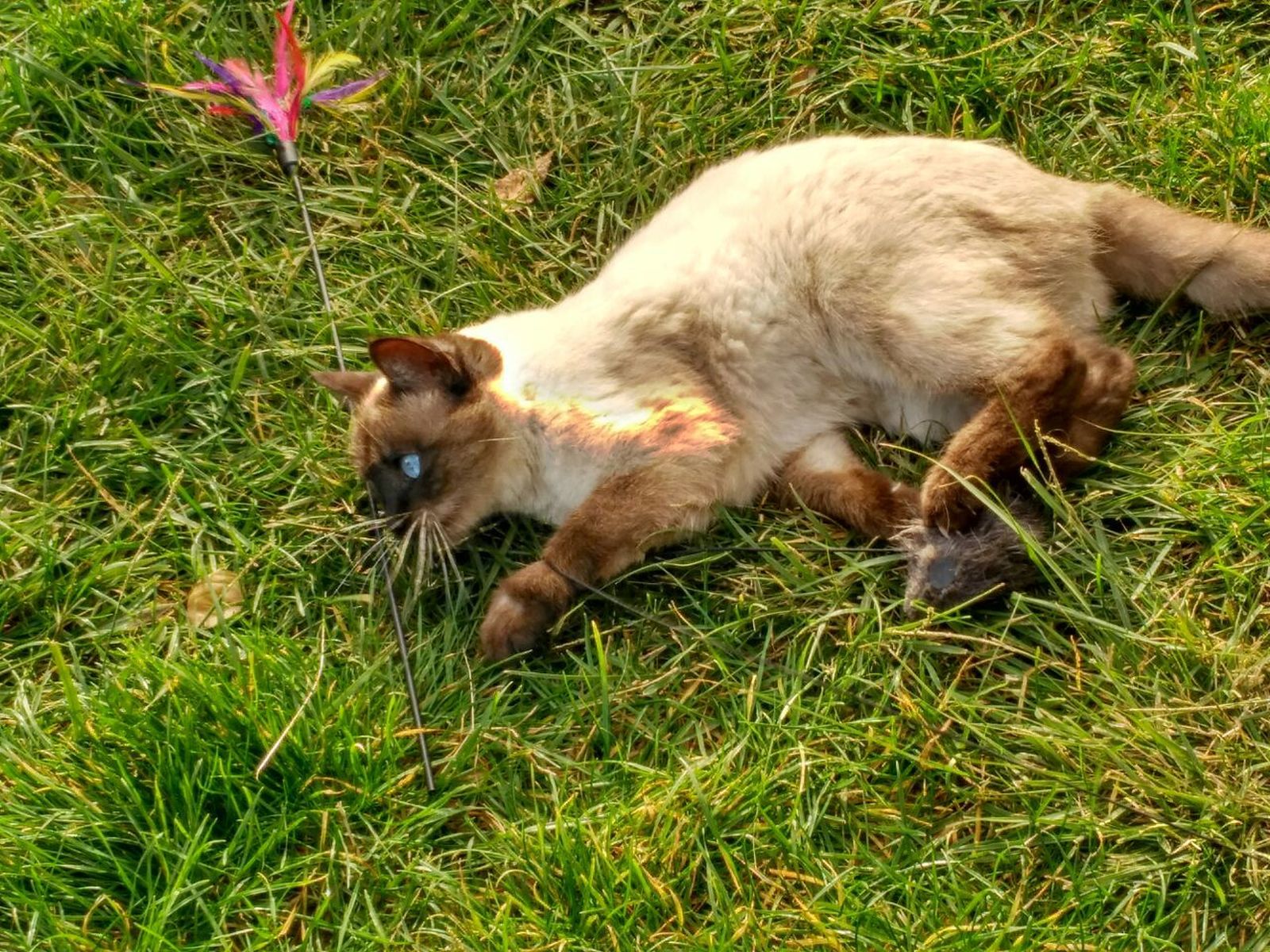 Galería de gatos