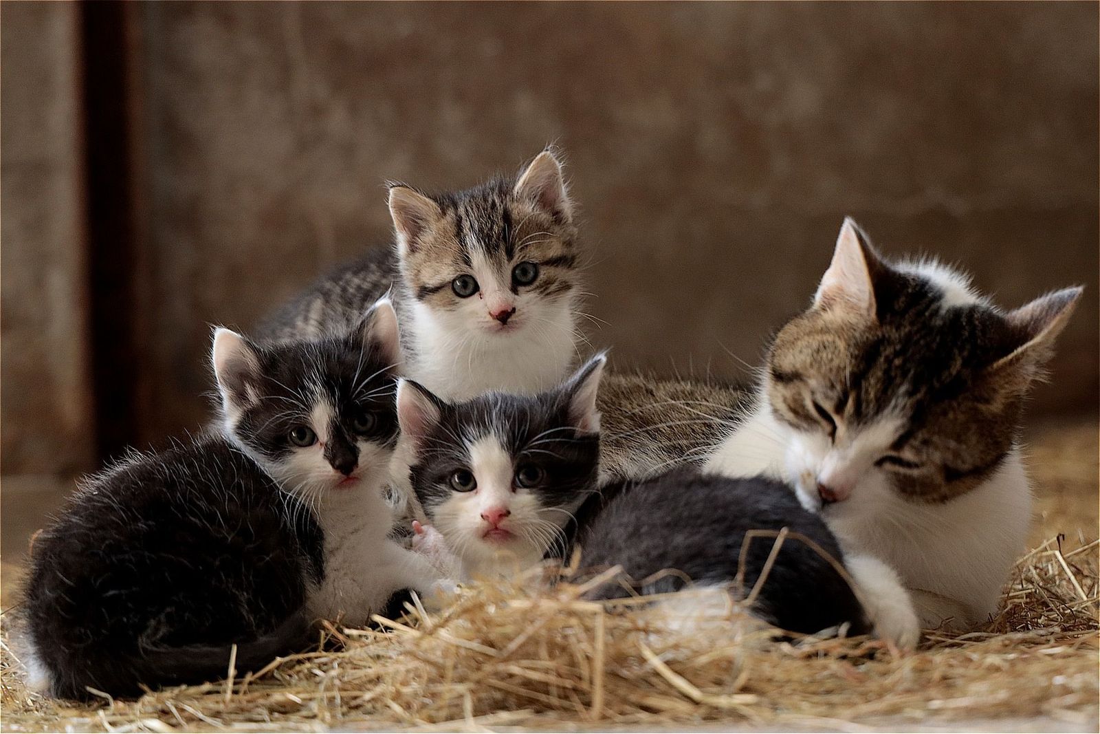 Día del Gato: cómo adoptar con la nueva ley de protección animal