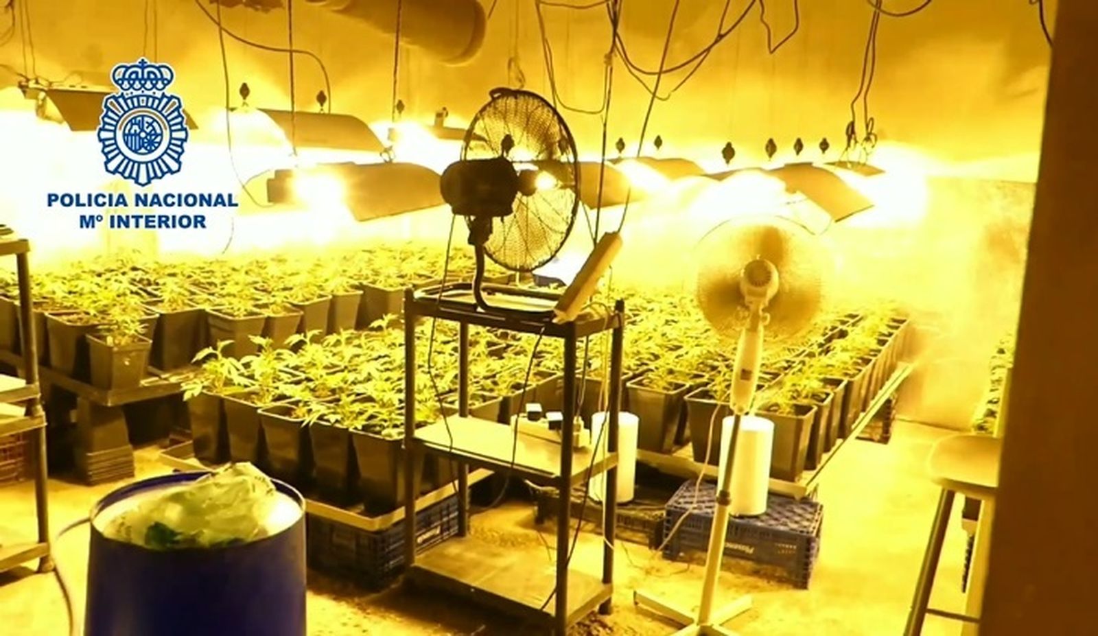 Plantación de marihuana en Ontígola
