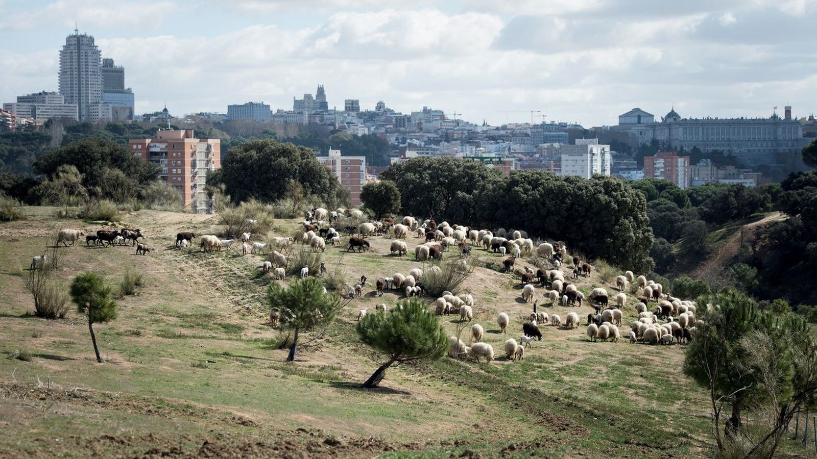 Rebaño de ovejas pastando en la Casa de Campo de Madrid