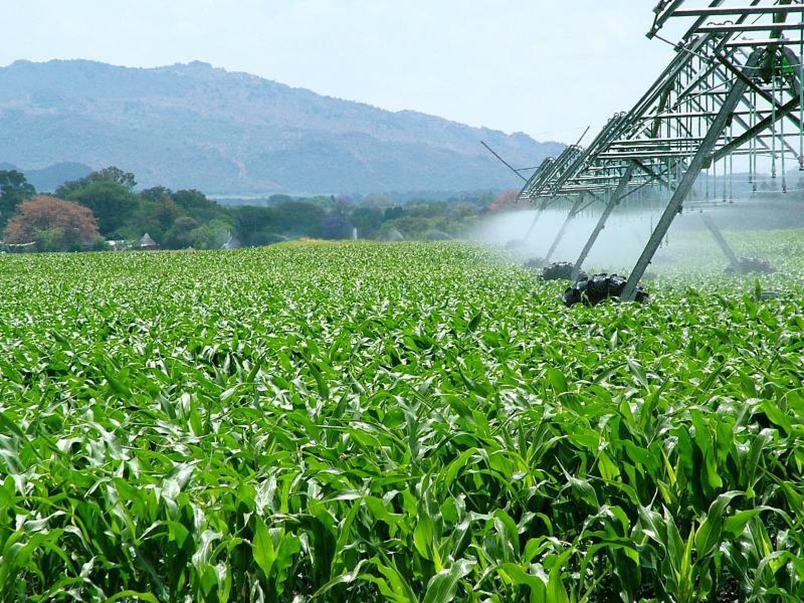 La agricultura amenaza a 24.000 de las 28.000 especies en riesgo de extinción