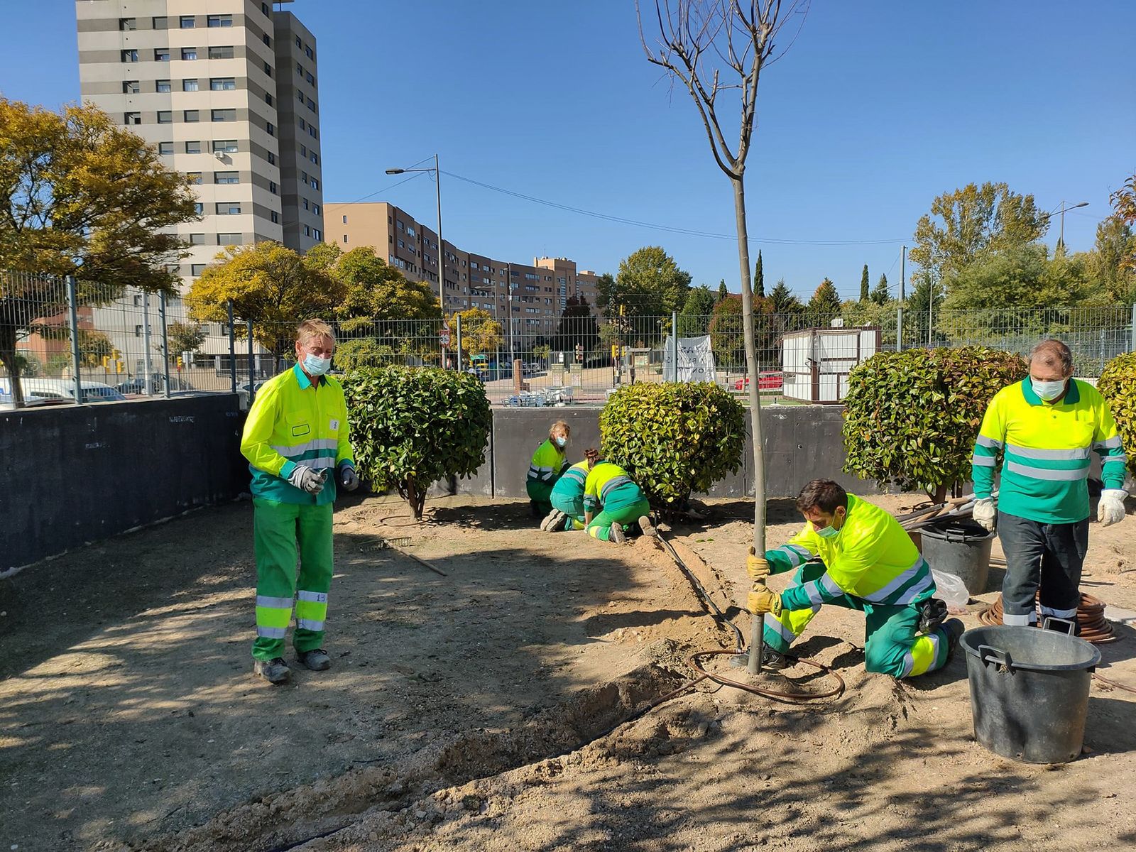 Operarios plantando los nuevos árboles de Parla