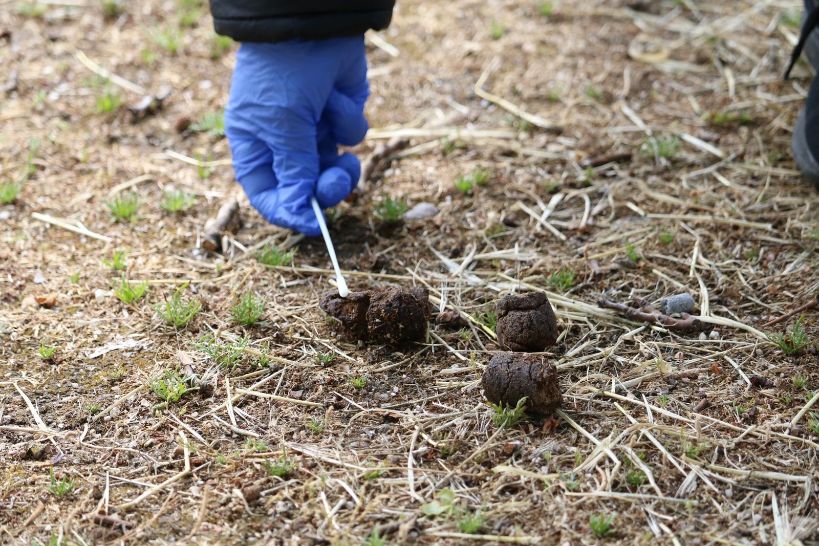 Toma de muestras de ADN en unas deyecciones caninas en Alcalá de Henares