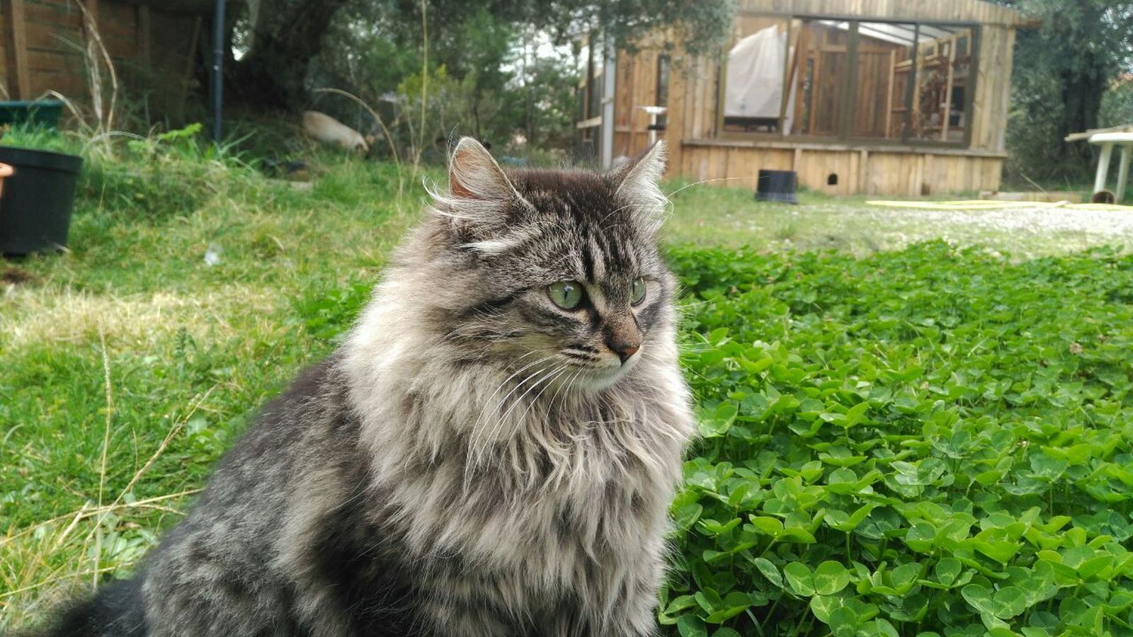 Galería de gatos