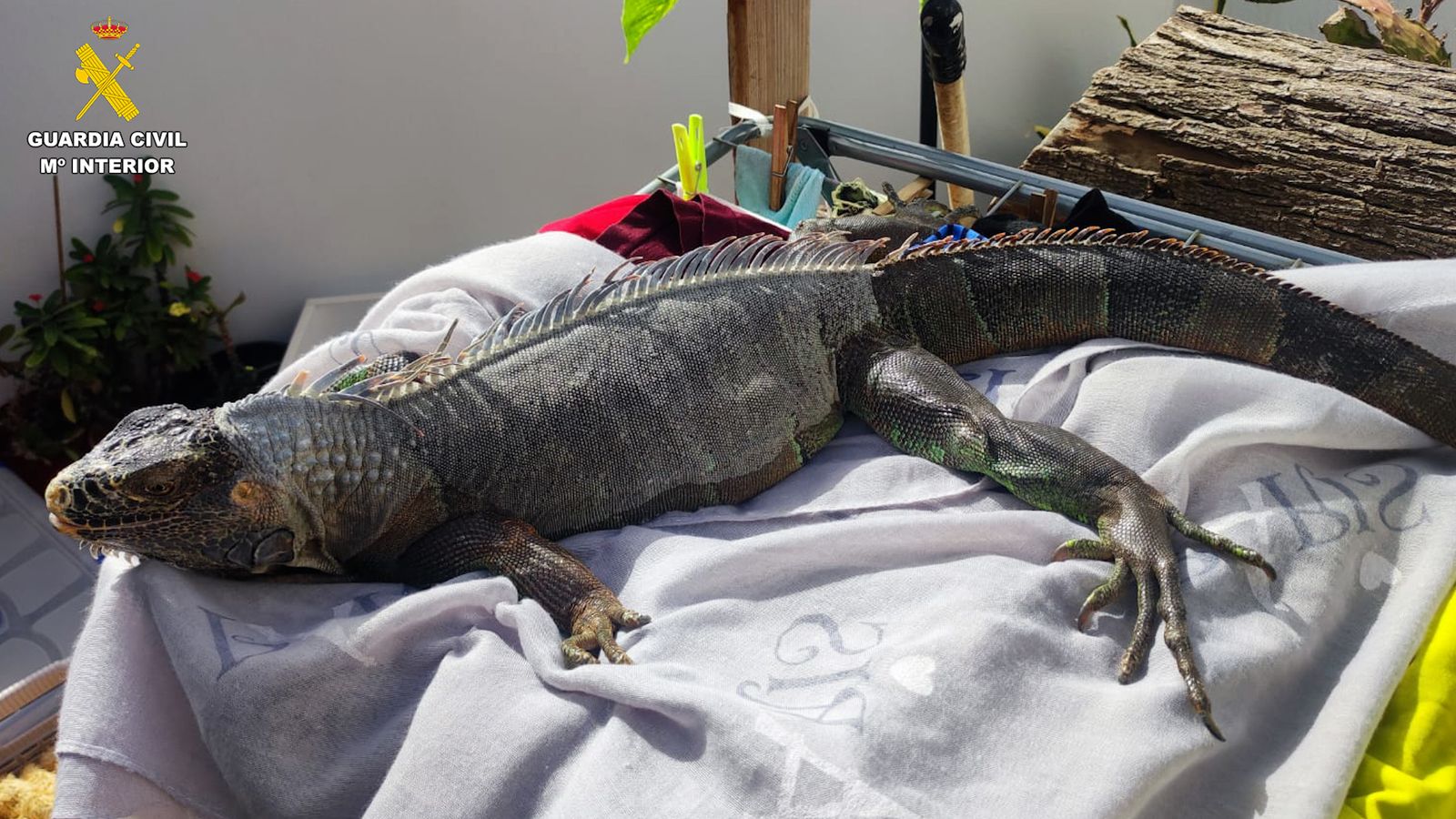 Operación de la Guardia Civil contra el tráfico de especies protegidas