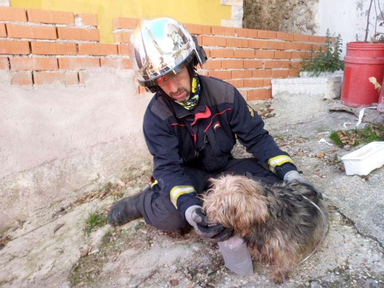 Un bombero de la Comunidad atiende a un perro rescatado en un incendio en Brea de Tajo