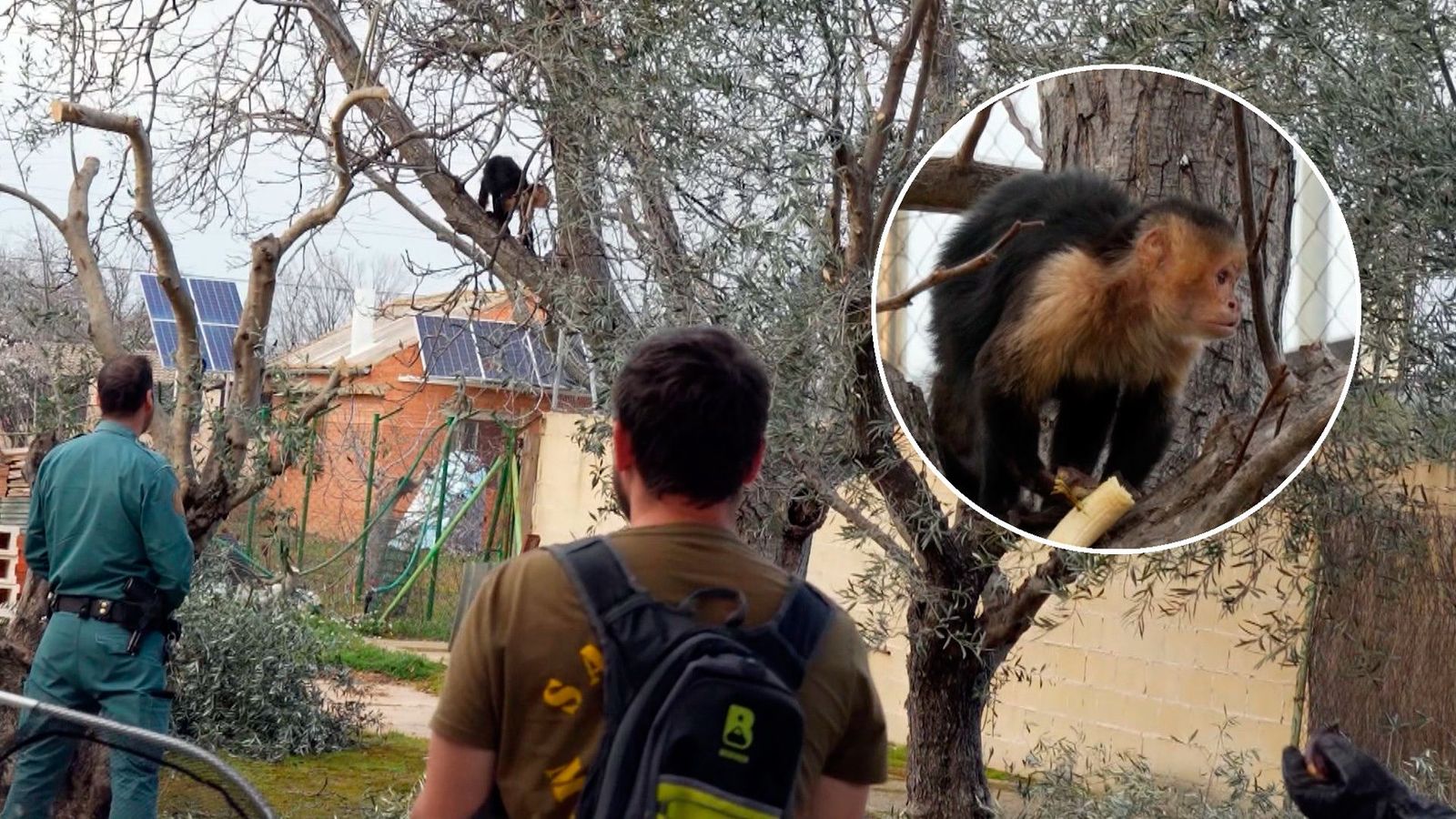 Tráfico ilegal de animales: rescatan un mono capuchino en Mejorada del Campo