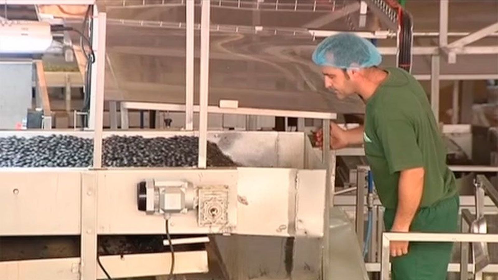 La exportación de aceituna negra a Estados Unidos cae a la mitad por culpa de Trump