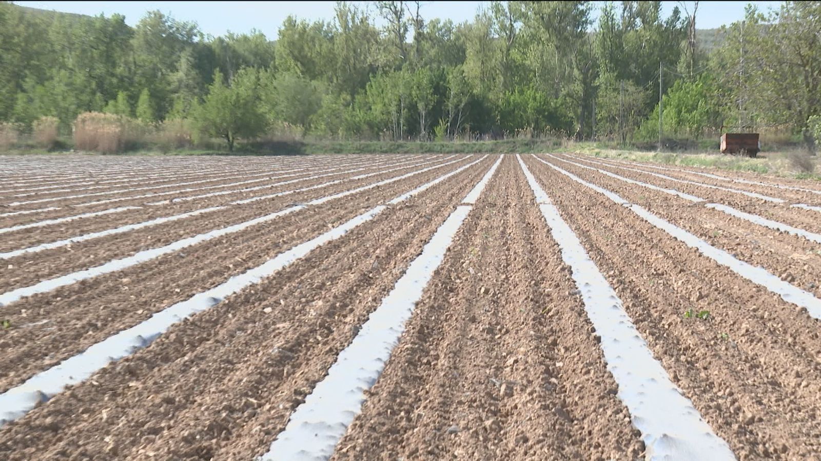 Cultivo de melones en Villaconejos